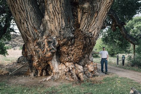 Fremont Cottonwood — Gathering Growth