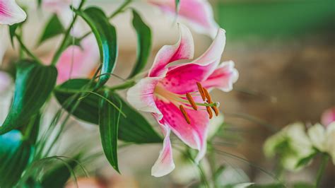 Download wallpaper 3840x2160 lily, petals, stamens, pollen, close-up 4k ...