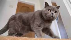 shorthair cat shorthair cat 1 year shorthair cat shorthair cat 1 year