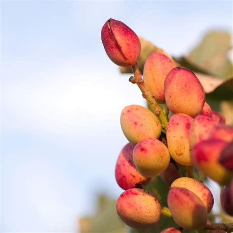 Pista / Pistachio - Pistacia vera Fruit Plant – M-Tech Gardens