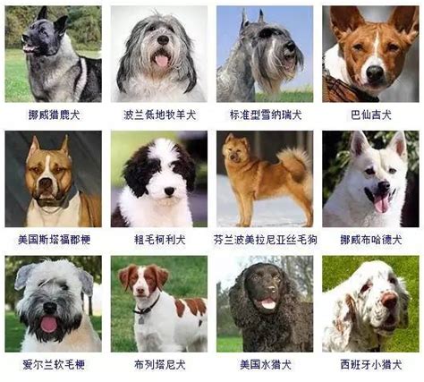 什么狗狗最好养？十种大型和小型犬任你挑