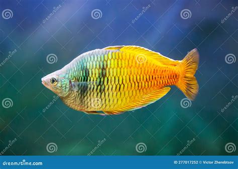 Real Rainbow Fish
