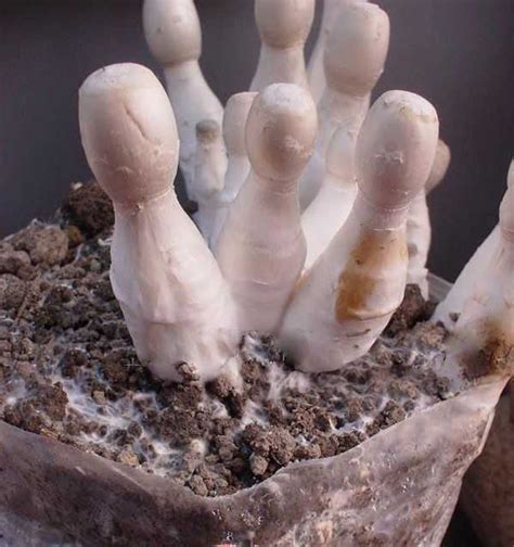 如何自行种植蘑菇? - 知乎