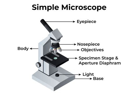 Image result for Simple Microscope and Compound
