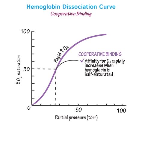 Hemoglobin Binding Curve