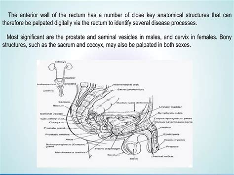Digital Rectal Examination for Surgical Trainees | PPT