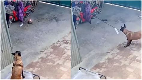 Dog saves house from short circuit after pulling off burning extension ...