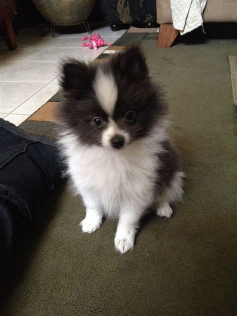 Are Black Pomeranians Rare at Raul Lucas blog