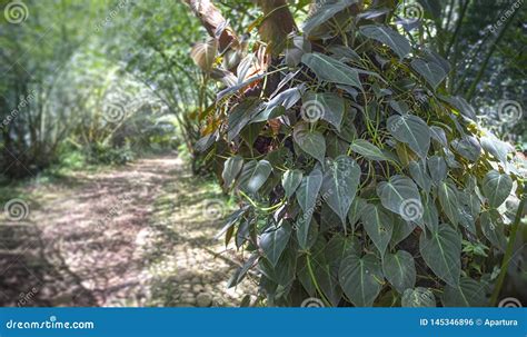 Vines on Tree Trunk with Blur Elephant Fern Canopy on Background ...