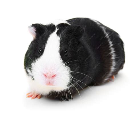 Premium Photo | Guinea pig on a white background.