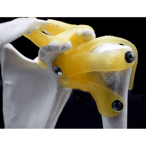 Image result for Shoulder Joint Model