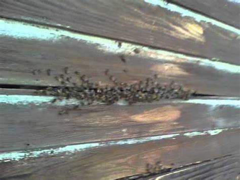 bee hive in fresno - YouTube