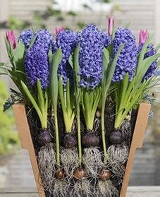 Spring bulb collections
