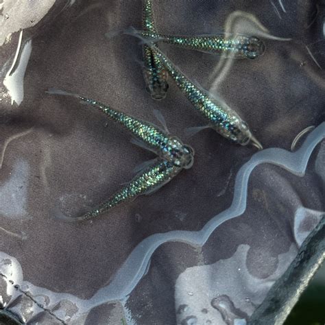 Aurora Miyuki Sapphire Medaka Rice Fish Eggs 10 fertilized eggs - US B ...