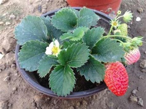 家里这么种草莓盆栽，一年四季都结果，好吃又好看！