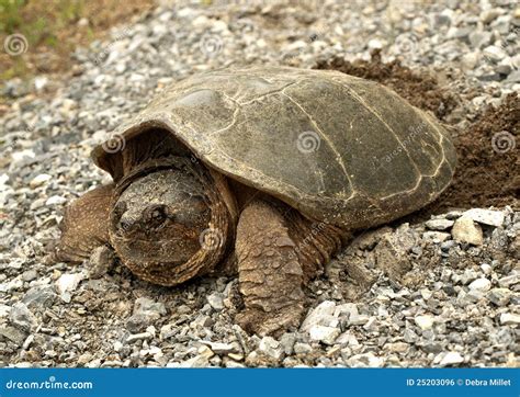 Snapping Turtle 的图像结果