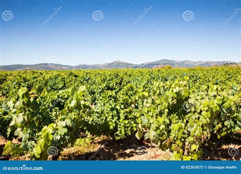 View of Vineyards in the Spanish Countryside Stock Photo - Image of ...
