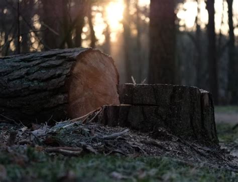 Unveiling Hyderabad's Hazardous Trees: A Threat to Public Safety ...