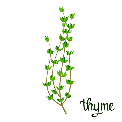 Thyme Sprig