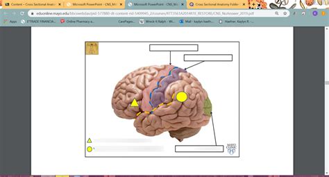 Brain Cortex Diagram | Quizlet