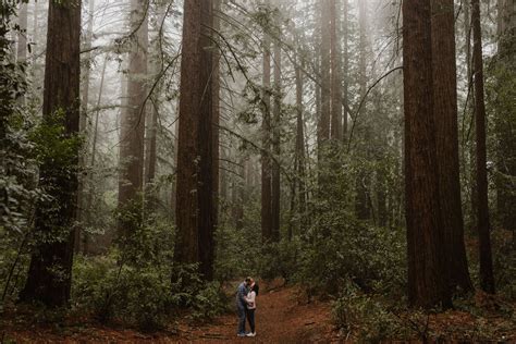 Foggy Redwood Grove Engagement Session » Joaquin Miller Park, Oakland ...