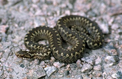 Common sand viper | snake | Britannica