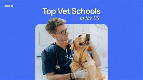 The Top 12 Vet Schools in the US for 2025! | Amber