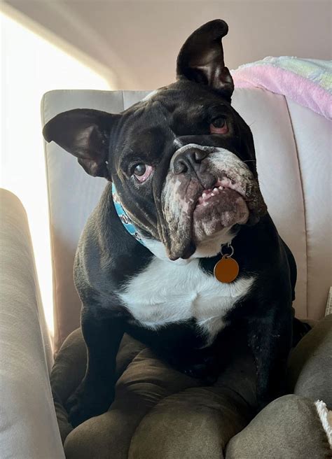 Dog adoption in Minneapolis, MN 55416: English Bulldog (short coat) Dog "Carbon"