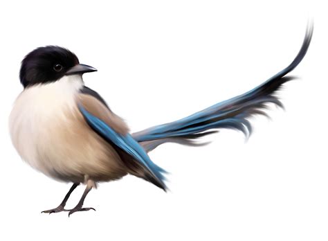 Bird with Blue Tail PNG Clipart Picture | Bird, Clip art, Birds