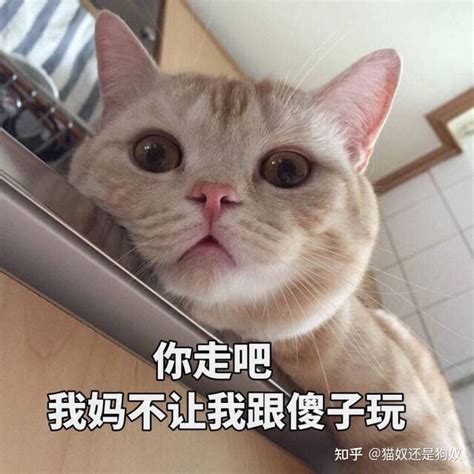 不得不说，在给猫咪取名这块，中国宠主真的把气质拿捏得死死的 - 哔哩哔哩