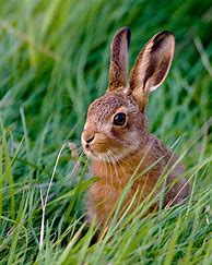 Image result for Pic of a Cute Bunny
