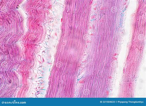 Image result for Tissue Sample Drawing Under Microscope