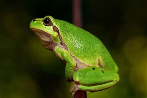 Image result for Tree Frog Catching