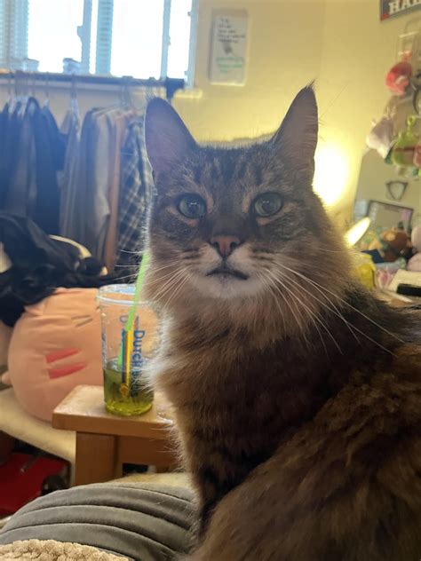 i love her even though she just peed on my floor : r/cats