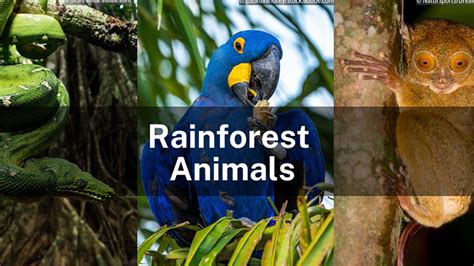 Why are rainforests so important? | Conservation, Carbon Sequestration, Biodiversity, & Facts ...