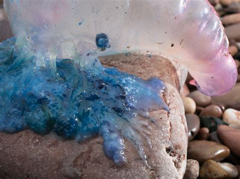 Thousands stung as jellyfish invasion forces popular swimming spots to ...