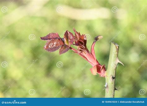 New Rose Bush Leaves Growing in Spring Stock Photo - Image of herb ...