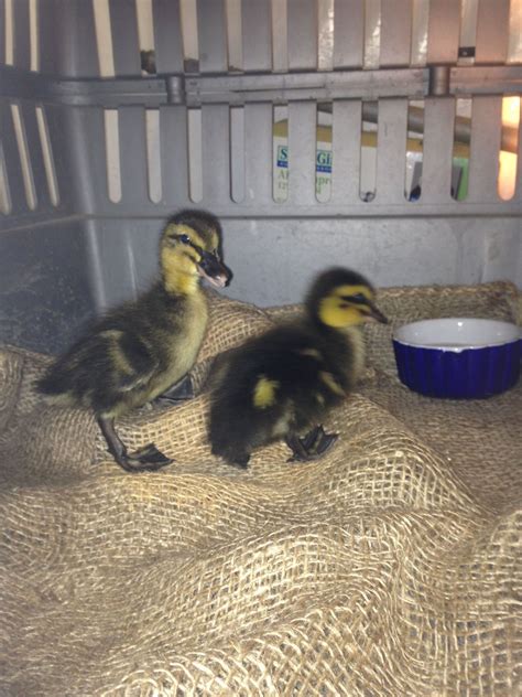 Y'all like my new "blue Swedish" ducklings... | BackYard Chickens ...