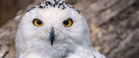 Download wallpaper 2560x1080 snowy owl, owl, feathers, bird, wildlife ...