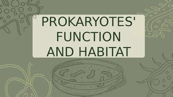 Image result for Course Prokaryotes