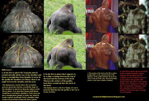 Gorilla Brain Vs Human Brain Size at Sophie Trundle blog