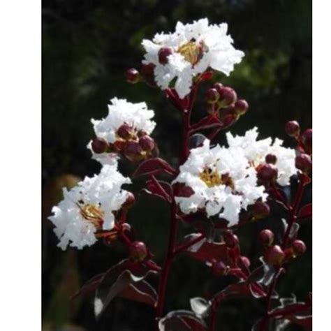 Ebony White Crape Myrtle - EBONY & IVORY- Crepe Crape Myrtle Well ...