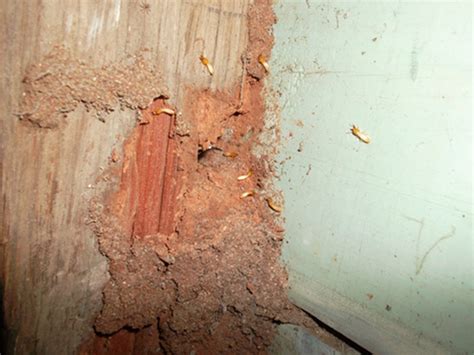 Image result for Termite Update
