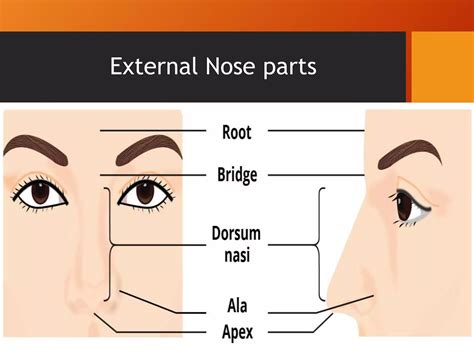 Nose and nasal cavity anatomy | PPTX