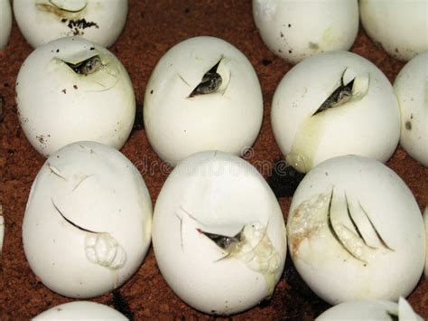 Image result for Burmese Python Hatching