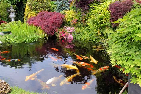 How to Start a Koi Pond: Ultimate Beginner's Guide