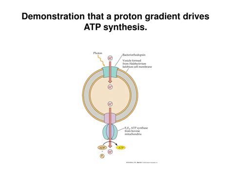 Image result for Proton Gradient