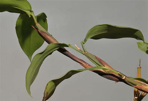 Coelogyne gibbosa | Hortus Botanicus Leiden, Netherlands