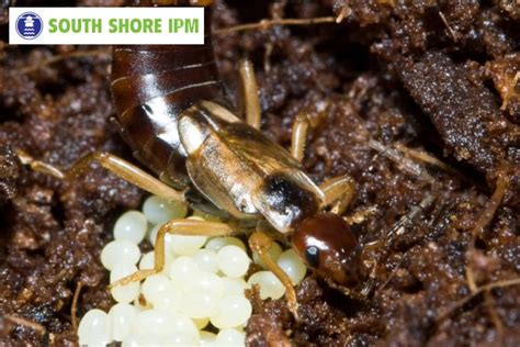 Can Earwigs Fly? Here’s What You Need to Know