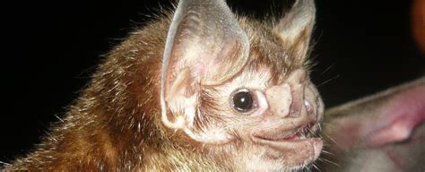 Image result for Common Vampire Bat